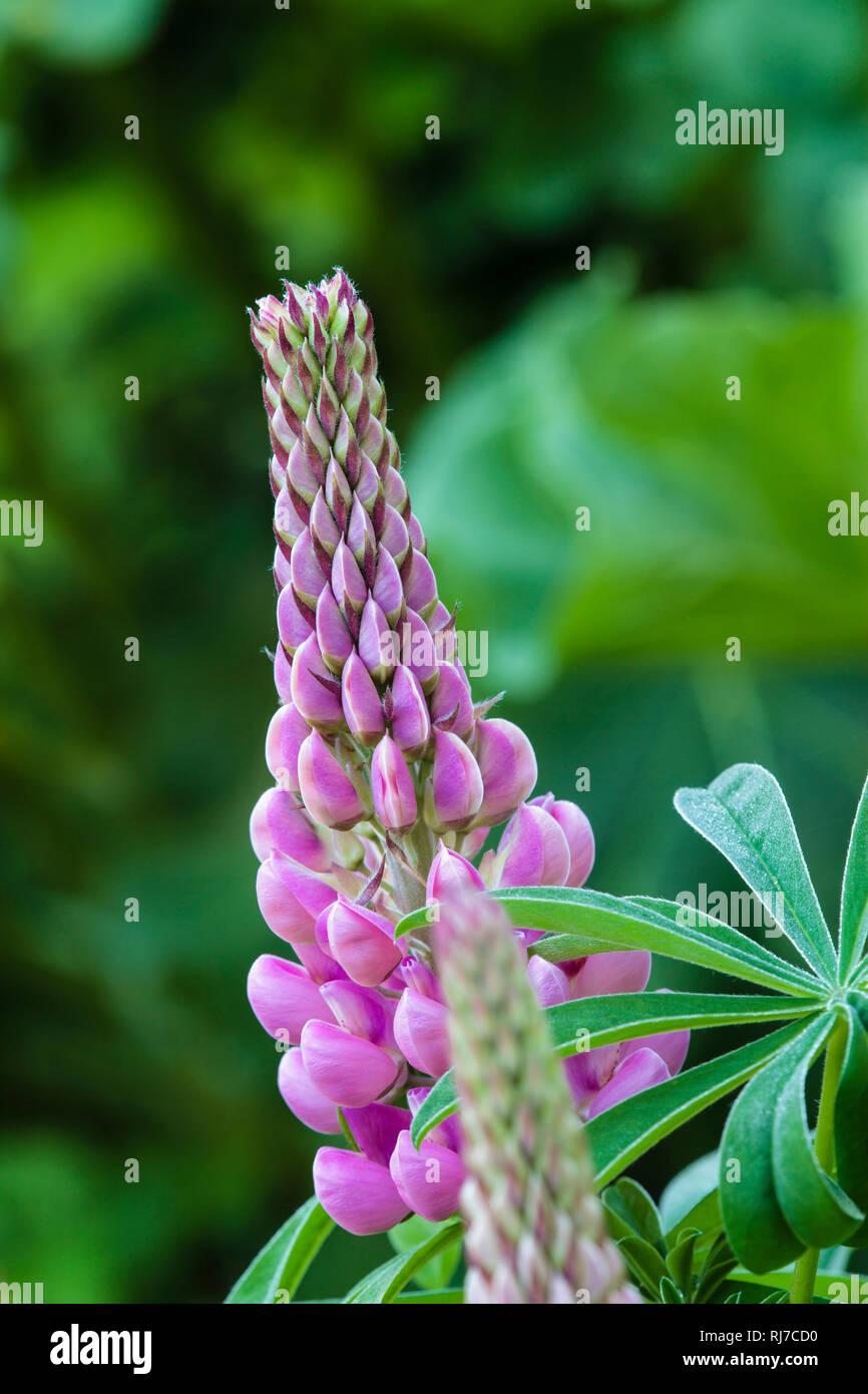 Lupinen im Garten Stock Photo Alamy