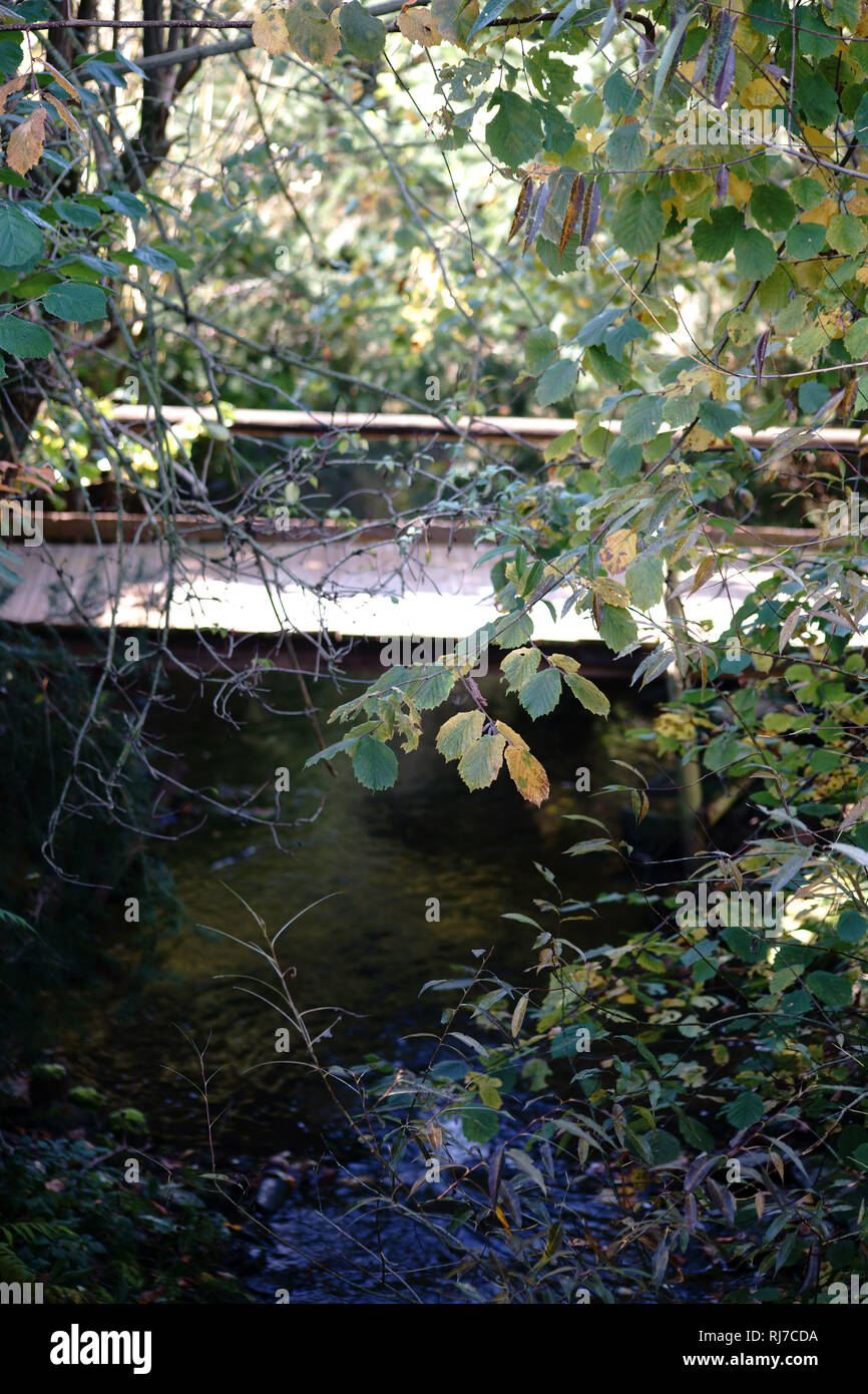 Ein Bach mit klarem Wasser umwuchert von Büschen und Pflanzen. Stock Photo