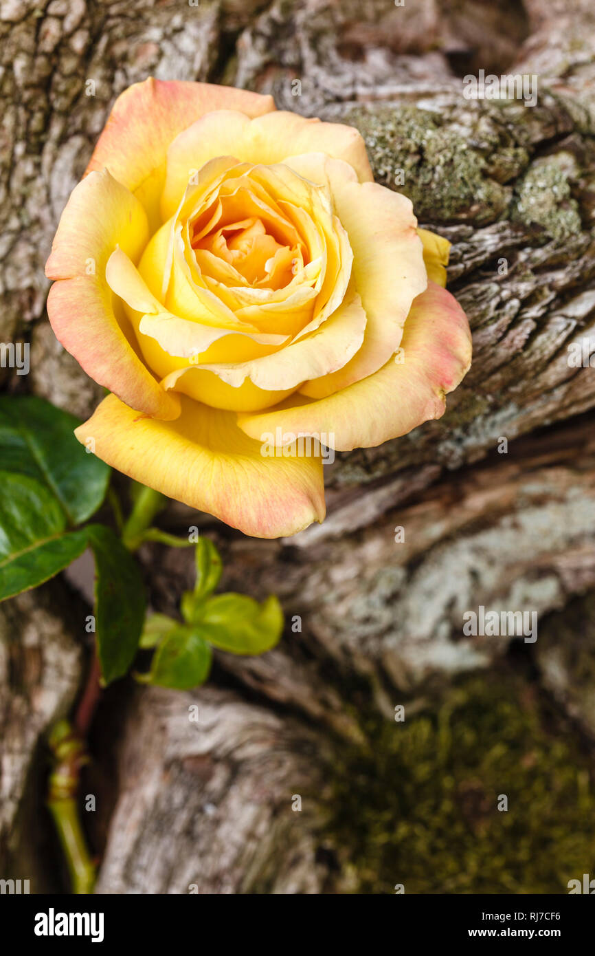 Rose auf verwittertem Holz Stock Photo