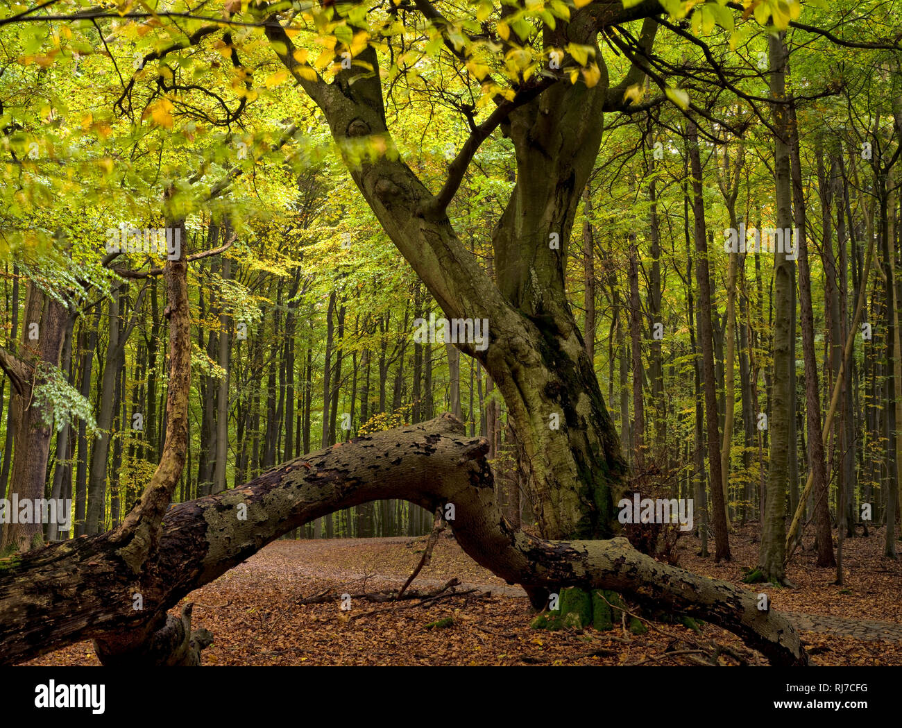 Europa, Deutschland, Mecklenburg-Vorpommern, Insel Rügen, Nationalpark Jasmund, UNESCO-Weltnaturerbe Europäische Buchenwälder, alte Rotbuche in den Le Stock Photo