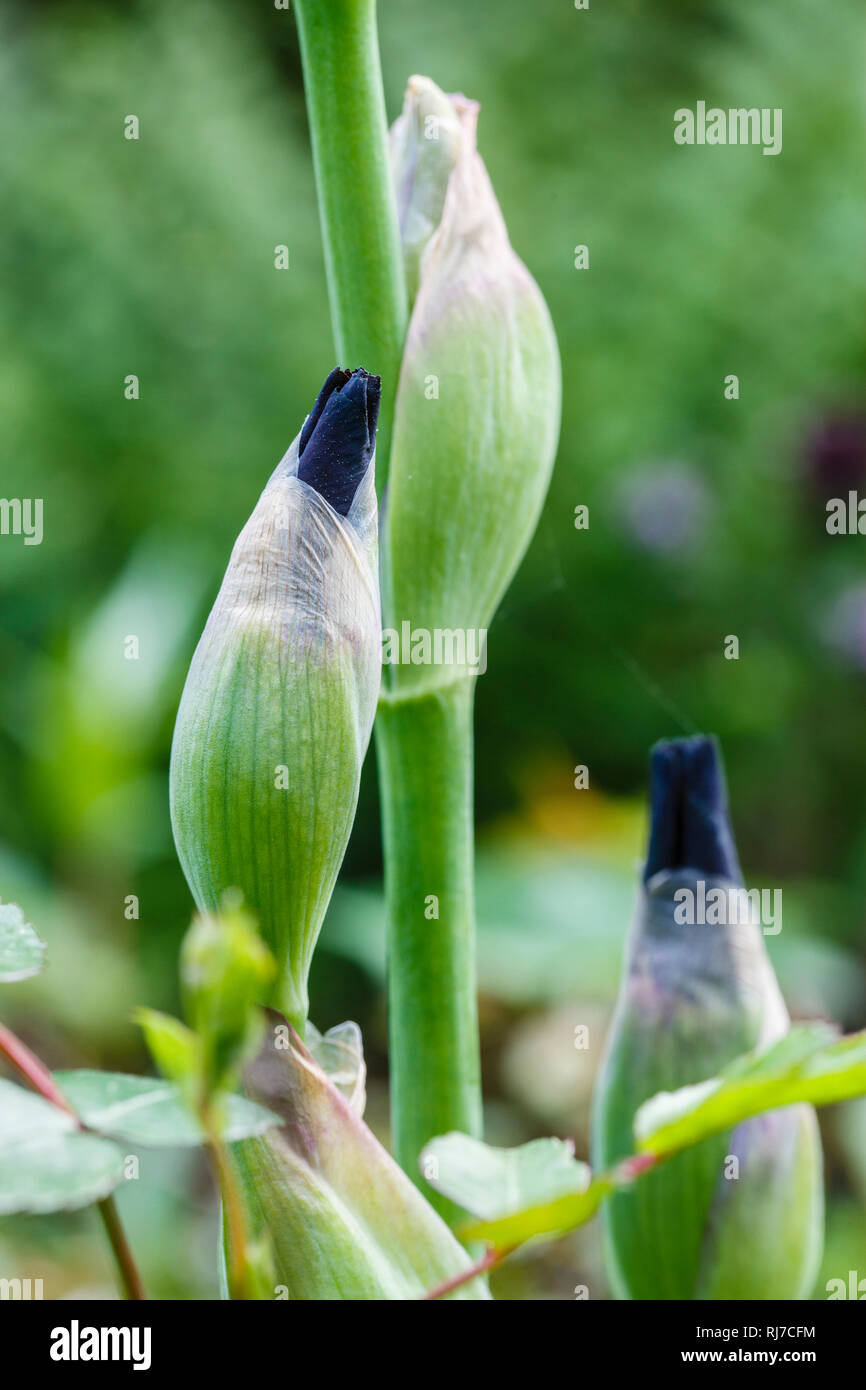 Sibirische Schwertlilie im Garten Stock Photo