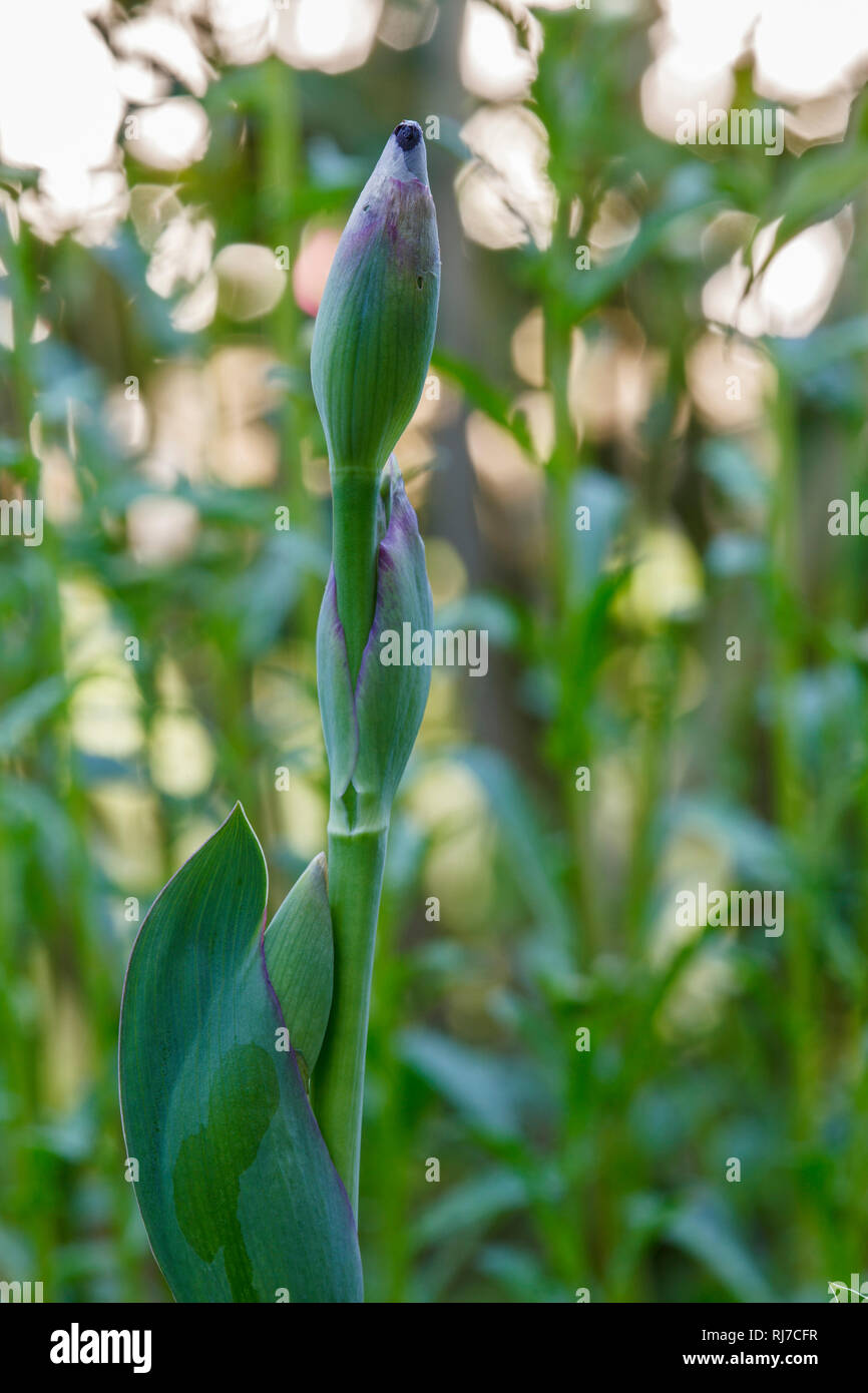 Sibirische Schwertlilie im Garten Stock Photo