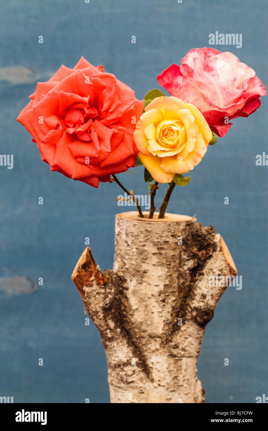Stilleben, drei Rosen stecken in einem Baumstumpf Stock Photo