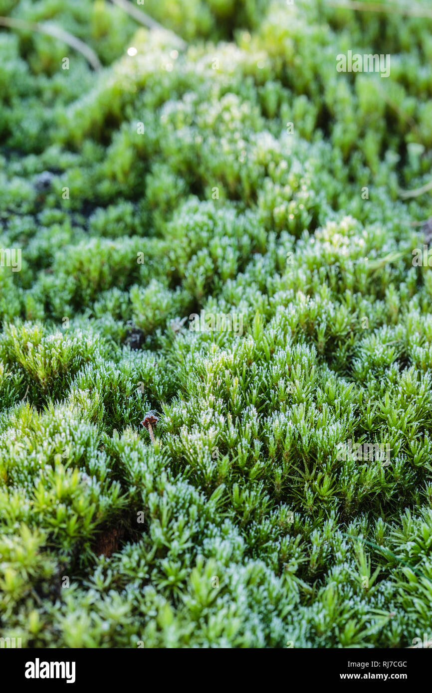 Waldboden, Moos, kleiner Pilz Stock Photo