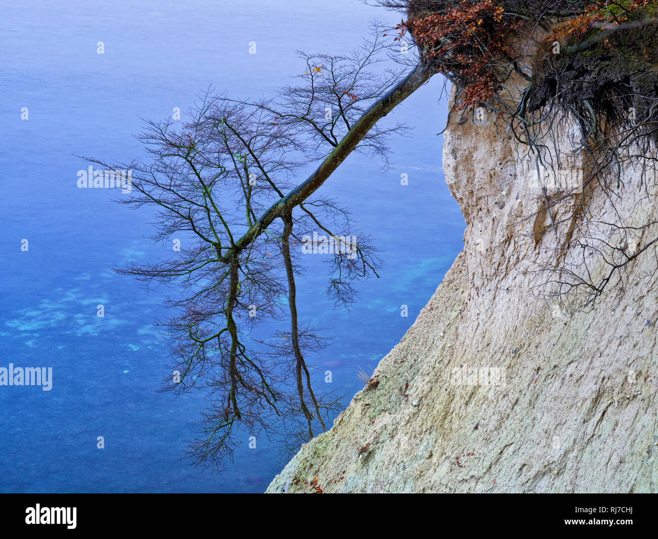 Europa, Deutschland, Mecklenburg-Vorpommern, Insel Rügen, Nationalpark Jasmund, UNESCO-Weltnaturerbe Europäische Buchenwälder, abkippende Rotbuche an Stock Photo