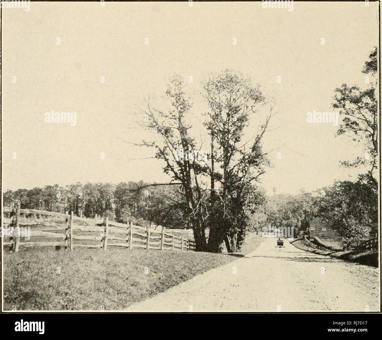 Dying off chestnut tree hires stock photography and images Alamy