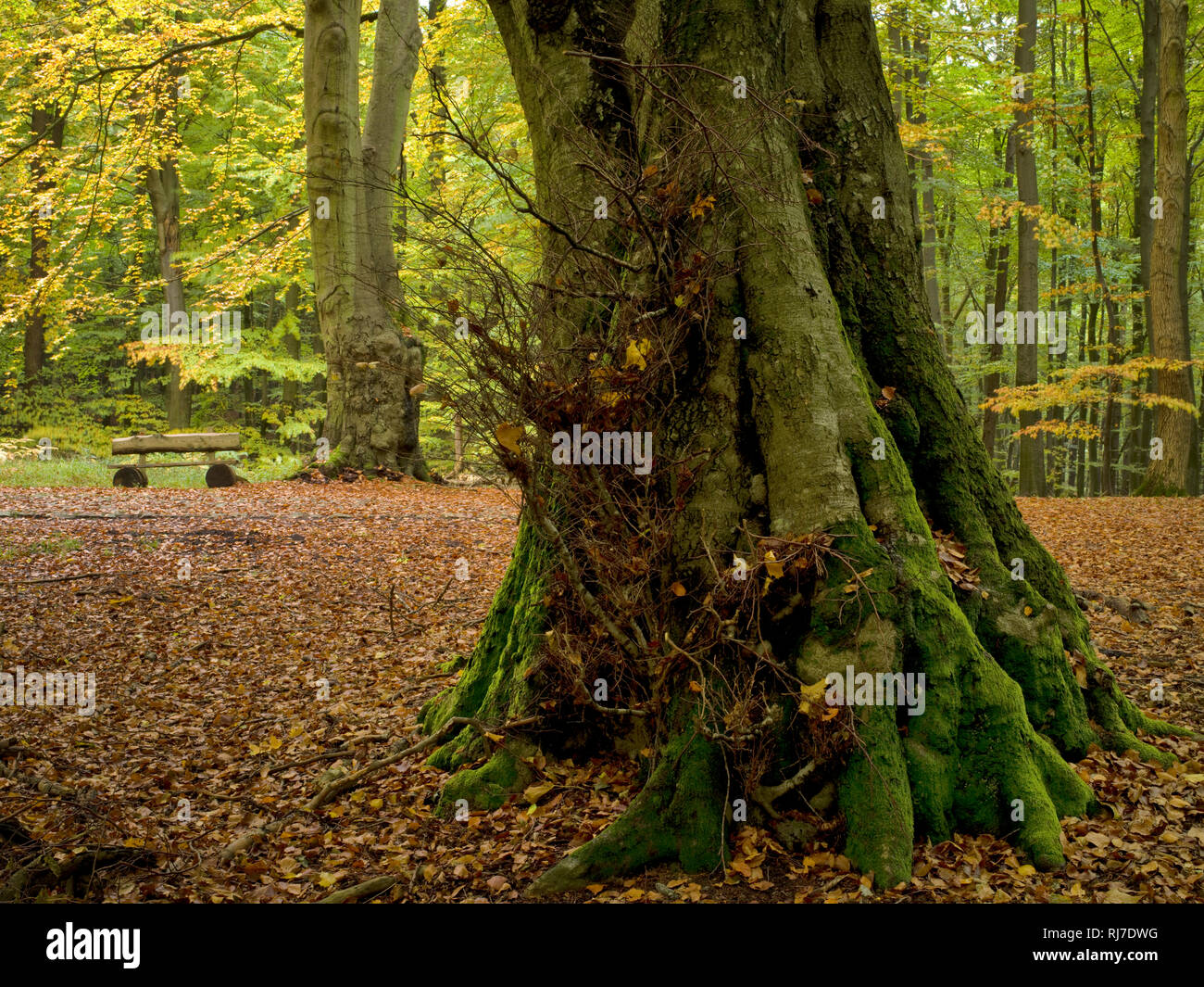 Europa, Deutschland, Mecklenburg-Vorpommern, Insel Rügen, Nationalpark Jasmund, UNESCO-Weltnaturerbe Europäische Buchenwälder, alte Rotbuche in den Le Stock Photo