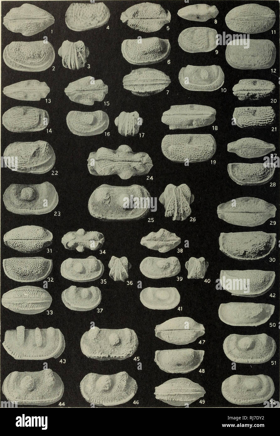 . Chester ostracodes of Illinois. Ostracoda, Fossil; Paleontology; Paleontology. Illinois State Geological Survey Rept. Inv. 77, Plate 10. Please note that these images are extracted from scanned page images that may have been digitally enhanced for readability - coloration and appearance of these illustrations may not perfectly resemble the original work.. Cooper, Chalmer L. (Chalmer Lewis), b. 1898. Urbana, Ill. Stock Photo