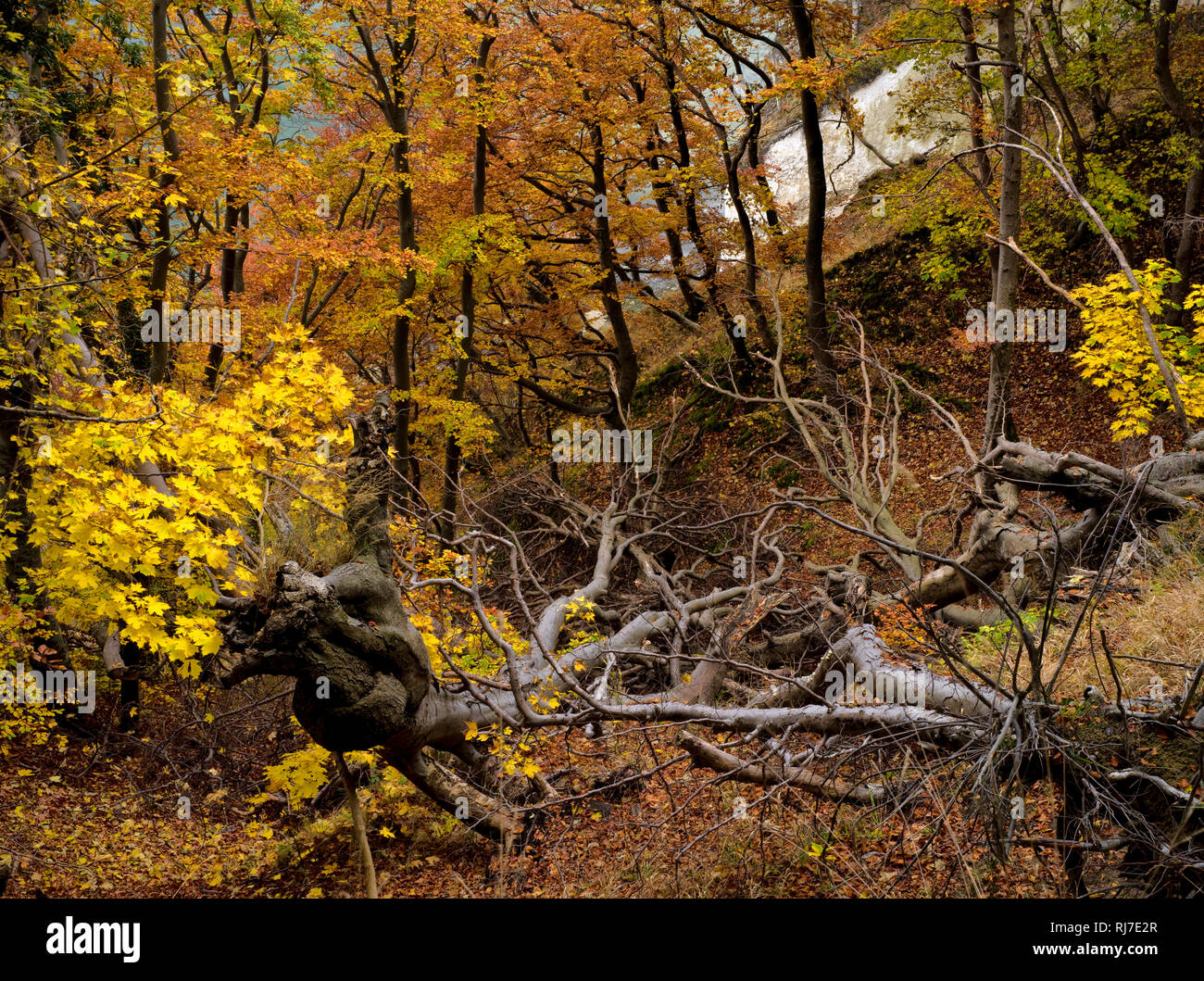 Europa, Deutschland, Mecklenburg-Vorpommern, Insel Rügen, Nationalpark Jasmund, UNESCO-Weltnaturerbe Europäische Buchenwälder, herbstbunte Rotbuchen a Stock Photo