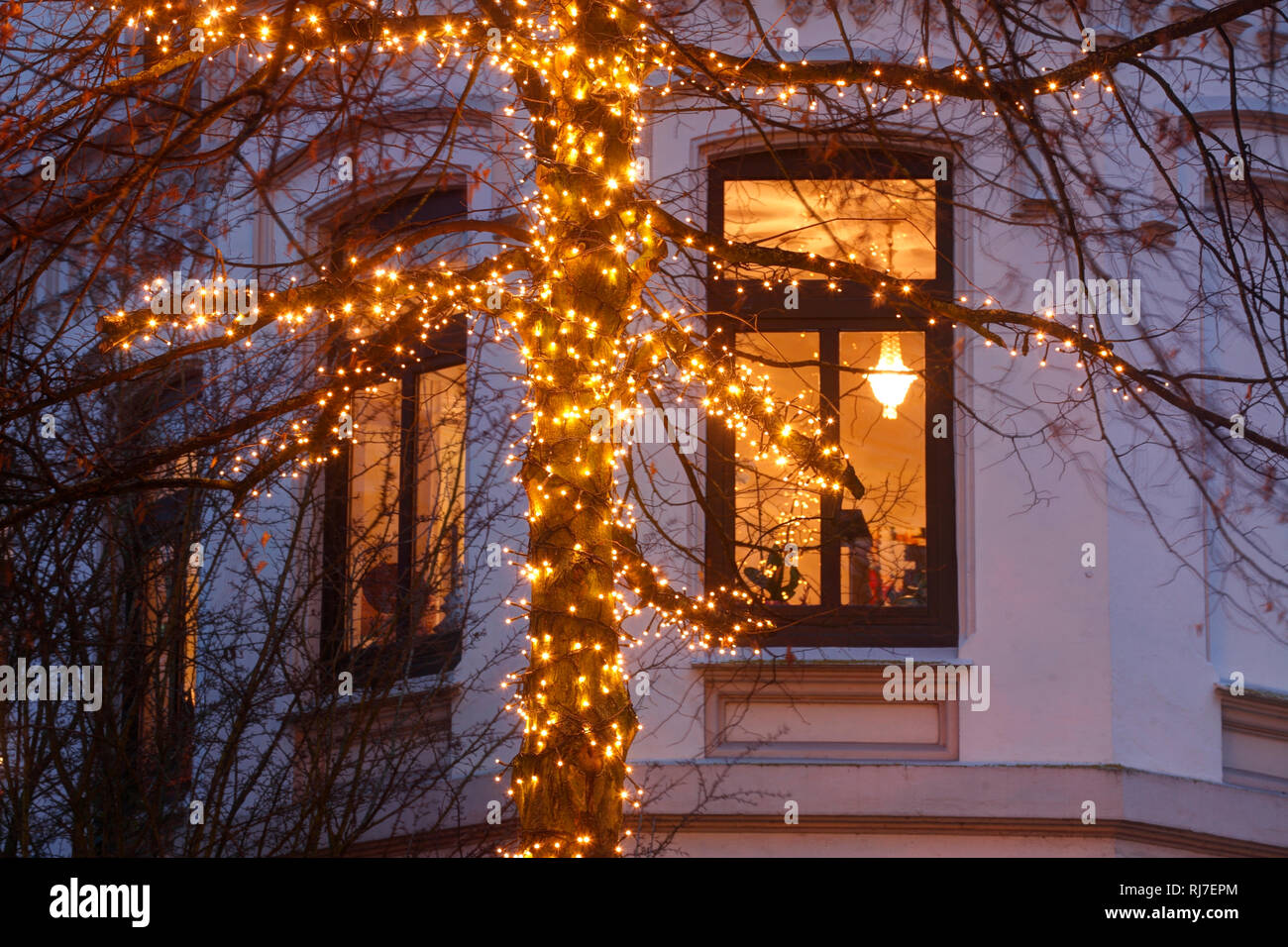 Weihnachtsbeleuchtung, Baum, Fenster, Viertel, Bremen, Deutschland, Europa Stock Photo