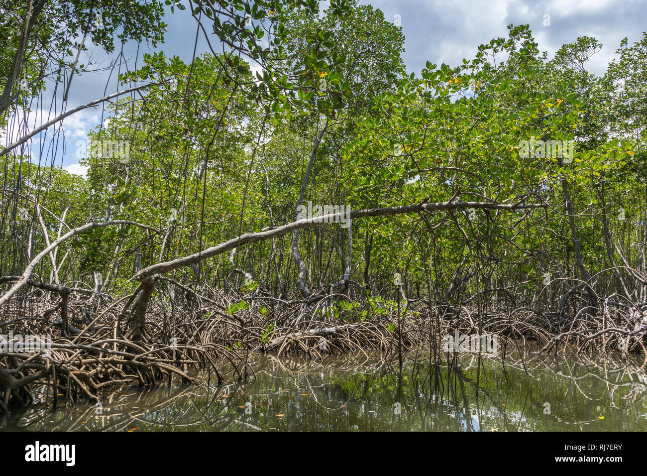 Große Antillen, Karibik, Dominikanische Republik, Samana, Los Haitises, Mangrovenwald im Nationalpark Los Haitises Stock Photo