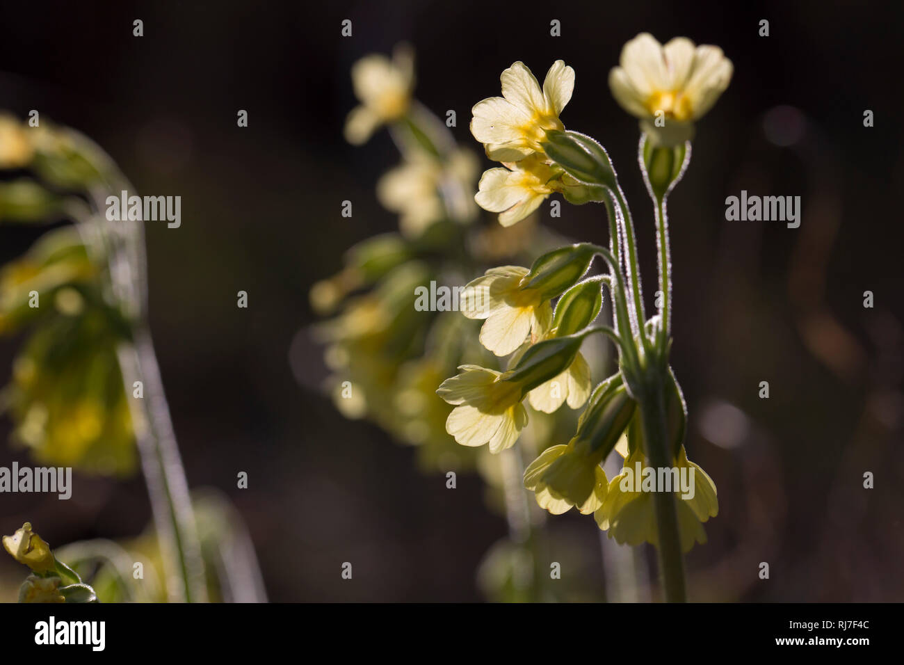 Schlüsselblume, Primula veris Stock Photo