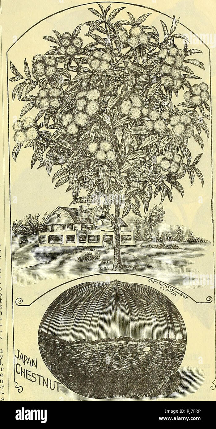 . Childs' rare flowers, vegetables, and fruit. Commercial catalogs Seeds; Nurseries (Horticulture) Catalogs; Seeds Catalogs; Flowers Catalogs; Vegetables Catalogs; Fruit trees Catalogs; John Lewis Childs (Firm); Commercial catalogs; Nurseries (Horticulture); Seeds; Flowers; Vegetables; Fruit trees. 0Varf Figs- A most popular and easily kept tub plant that will beau- tify the lawn or veranda all summer, and winter safely.in the mIIm. althouffh, with slight protection, it is hardy in the latitude of New York. Brown Turkey—Good grower, with a luxuriant growth ot lave wide leaves, and bearing at  Stock Photo