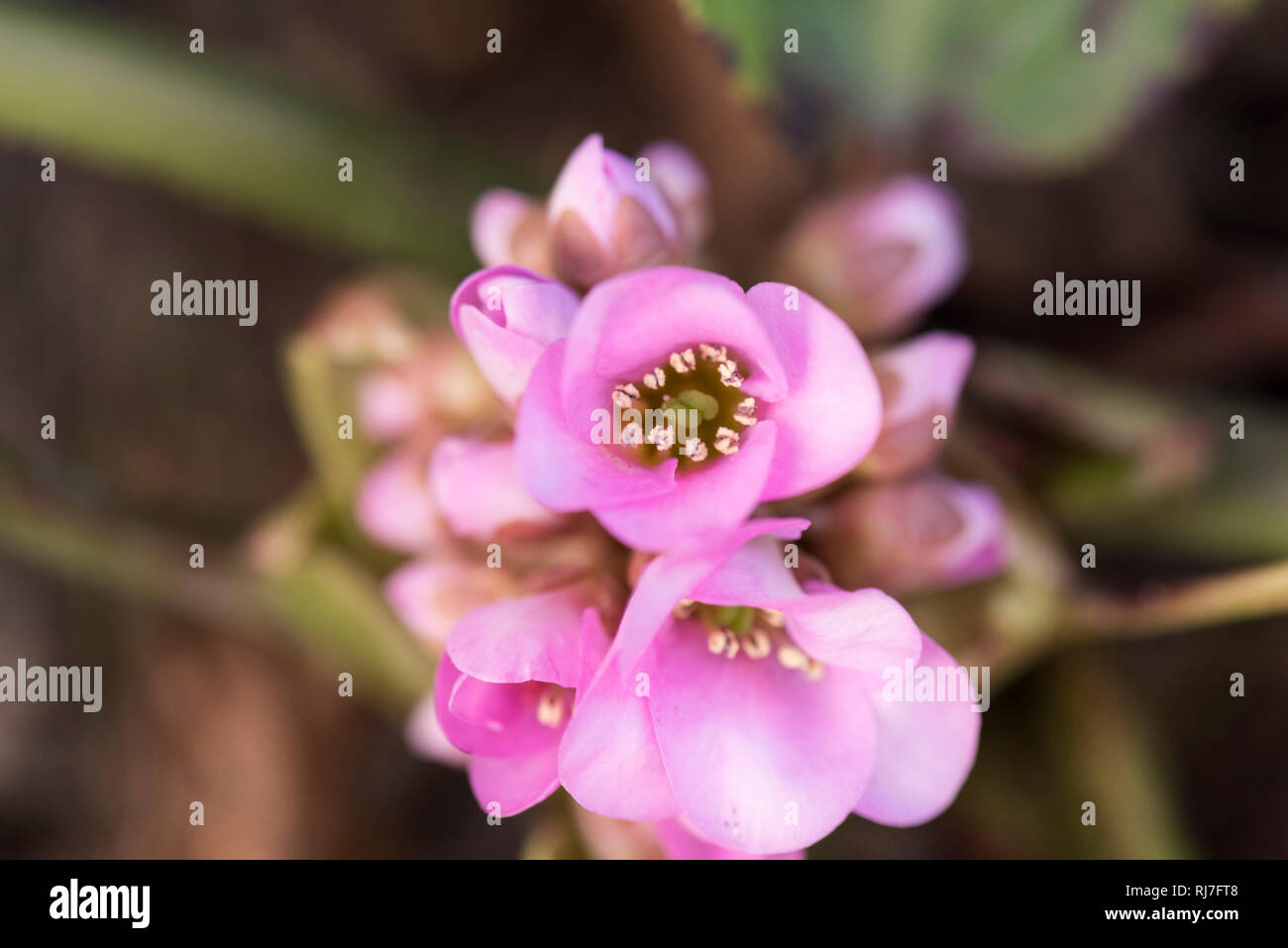 Frühblüher in der Natur, Zierrhabarber Blüten, close-up Stock Photo