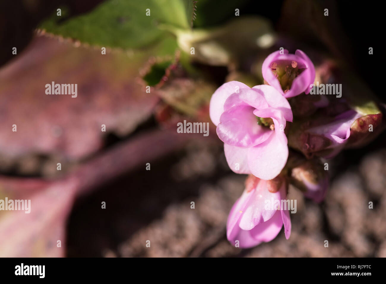 Frühblüher in der Natur, Zierrhabarber Blüten, close-up Stock Photo