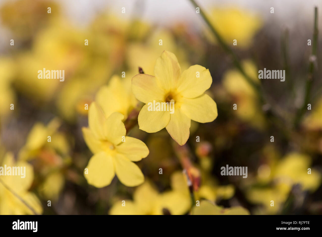 Frühblüher in der Natur, Winterjasmin, gelbe Blüten, Nahaufnahme Stock Photo