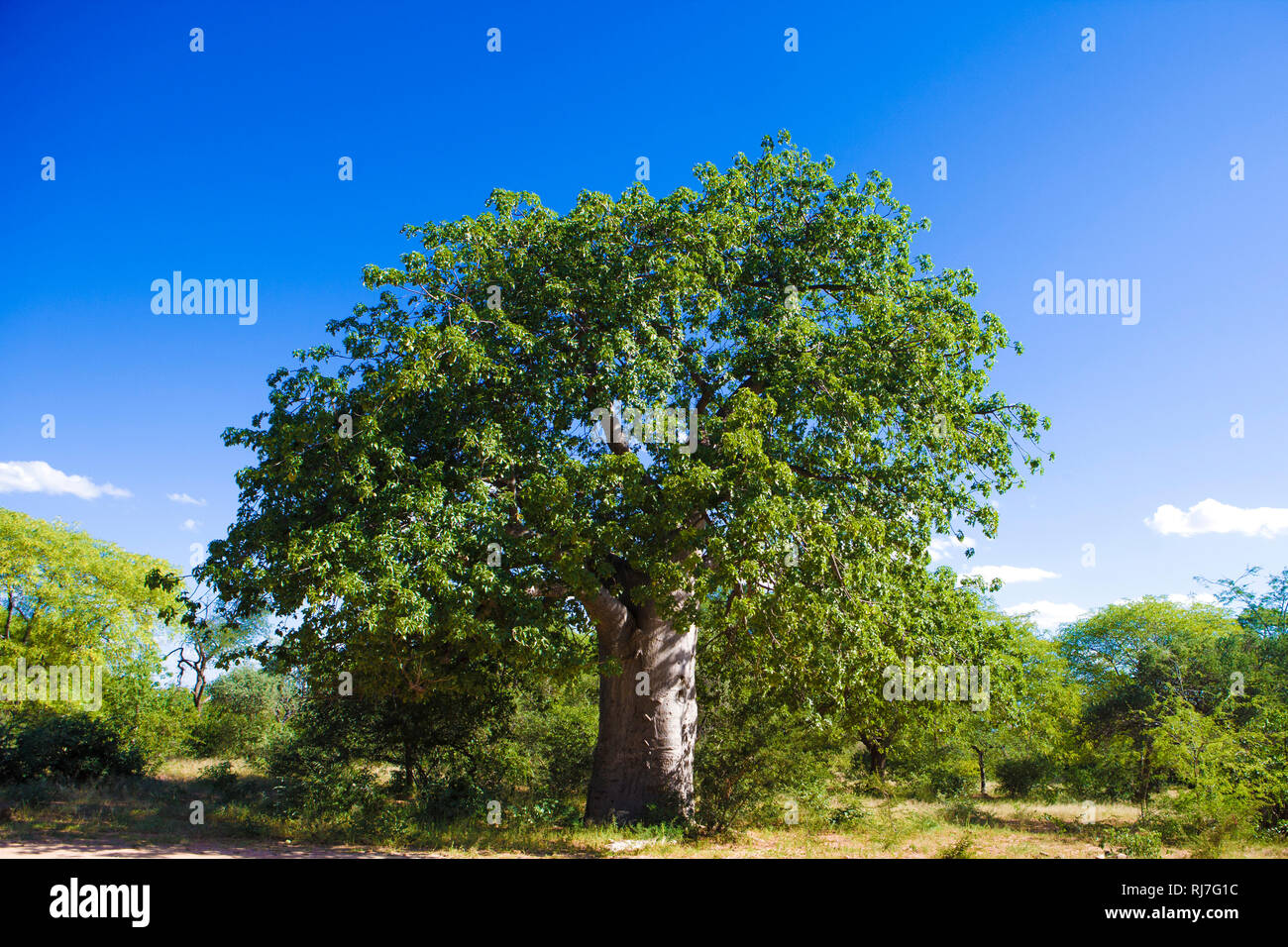 Baobab im South Gonarezhou Park Stock Photo