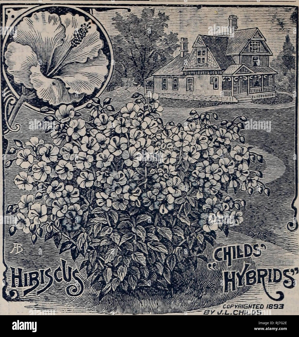 . Childs' rare flowers, vegetables, & fruits. Commercial catalogs Seeds; Nurseries (Horticulture) Catalogs; Seeds Catalogs; Flowers Catalogs; Vegetables Catalogs; Fruit trees Catalogs; John Lewis Childs (Firm); Commercial catalogs; Nurseries (Horticulture); Seeds; Flowers; Vegetables; Fruit trees. <J.L. CHILDS Hibiscus, Hardy Hybrids. A fast growing perennial that in one season attains the height and dimensions of a shrub. Exceedingly fine for clumps or an ornamental hedge or screen, as they last al- ways, never winter kill, and in midsummer,when shrubbery flowers are scarce, they bear Stock Photo