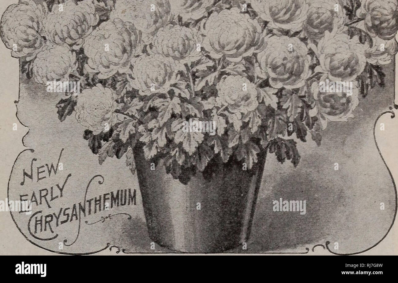 . Childs' rare flowers, vegetables, &amp; fruits. Commercial catalogs Seeds; Nurseries (Horticulture) Catalogs; Seeds Catalogs; Flowers Catalogs; Vegetables Catalogs; Fruit trees Catalogs; John Lewis Childs (Firm); Commercial catalogs; Nurseries (Horticulture); Seeds; Flowers; Vegetables; Fruit trees. Ostrich Plume Chrysanthemums* Very beautiful with petals covered with a feathery-like substance. These 3 are the best, C. B. Freeman—Soft plumy flower of rich golden color Best hairv vellow. Mrs. Higginbbtham—Elegant large ostrich plume of a soft downy pink. Petals broad and plnsh-like. Mrs. W. J Stock Photo