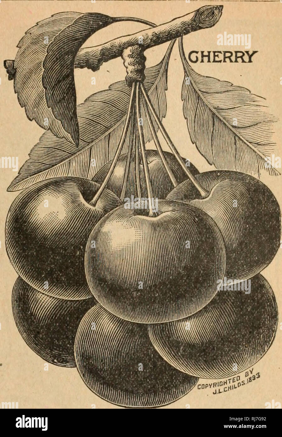 The History of the “Forbidden” Fruit