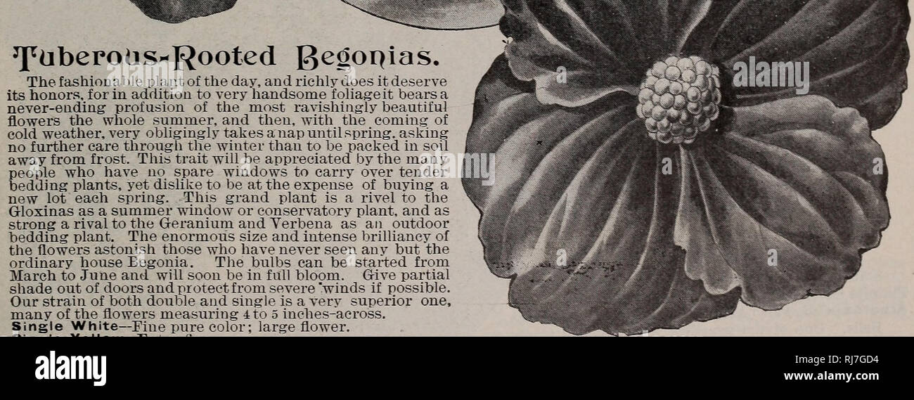 . Childs' rare flowers, vegetables, & fruits. Commercial catalogs Seeds; Nurseries (Horticulture) Catalogs; Seeds Catalogs; Flowers Catalogs; Vegetables Catalogs; Fruit trees Catalogs; John Lewis Childs (Firm); Commercial catalogs; Nurseries (Horticulture); Seeds; Flowers; Vegetables; Fruit trees. JFtiberoas"Rooted gegoqias. The fashionable plant of the day, and richly does it deserve its honors, for in addition to very handsome foliage it bears never-ending profusion of the most ravishingly beautiful flowers the whole summer, and then, with the coming of cold weather, very obligingly Stock Photo