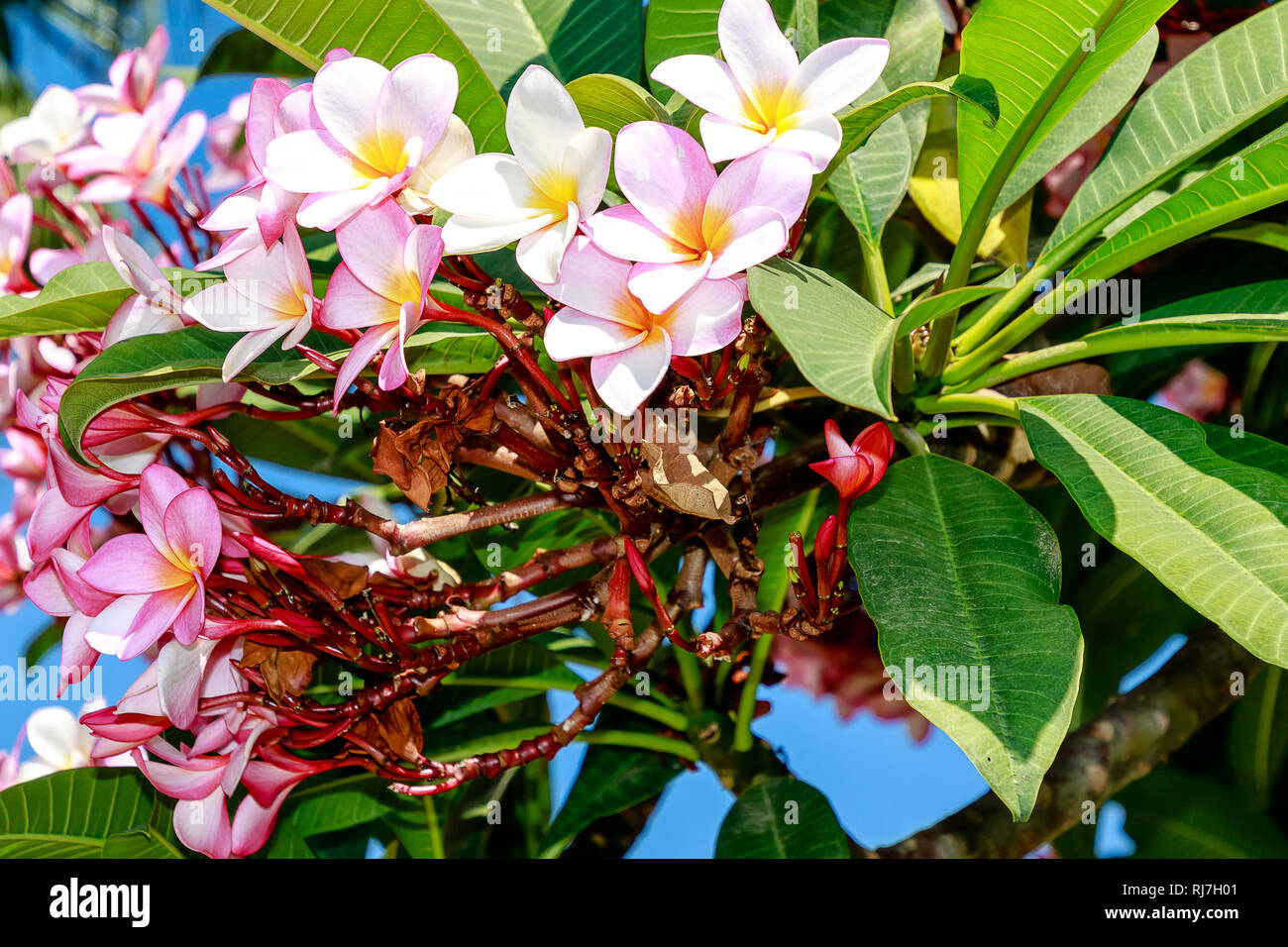 Frangipani Plumeria (Apocynaceae), also called Frangipani and Pua Melia are deciduous tropical trees known for their waxy, intensely fragrant flowers. Stock Photo