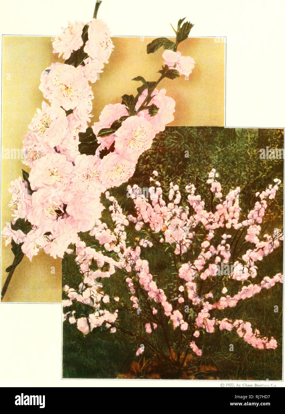 . Chase fruit and fowers in natural colors;. Fruit; Flowers; Nursery stock. 1922. by Chase Brolhers Co. cAlmond 'Double Flowering An old favorite bearing a weallh ot double pink flowers like Utile roses followed by soft, hairy leaves, wfiicti are bread, oval, often tfiree pointed. The Uouble Flowering Almond and Bridal Wreatti Spirea make a good pink and white combination in early Spring. 77. Please note that these images are extracted from scanned page images that may have been digitally enhanced for readability - coloration and appearance of these illustrations may not perfectly resemble the Stock Photo