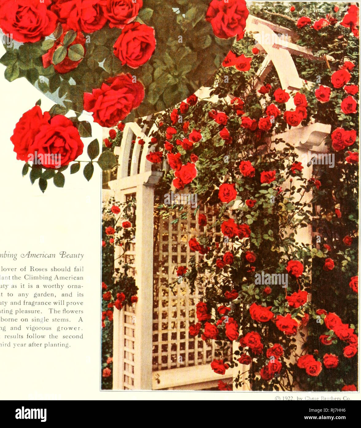 Chase Fruit And Fowers In Natural Colors Fruit Flowers Nursery