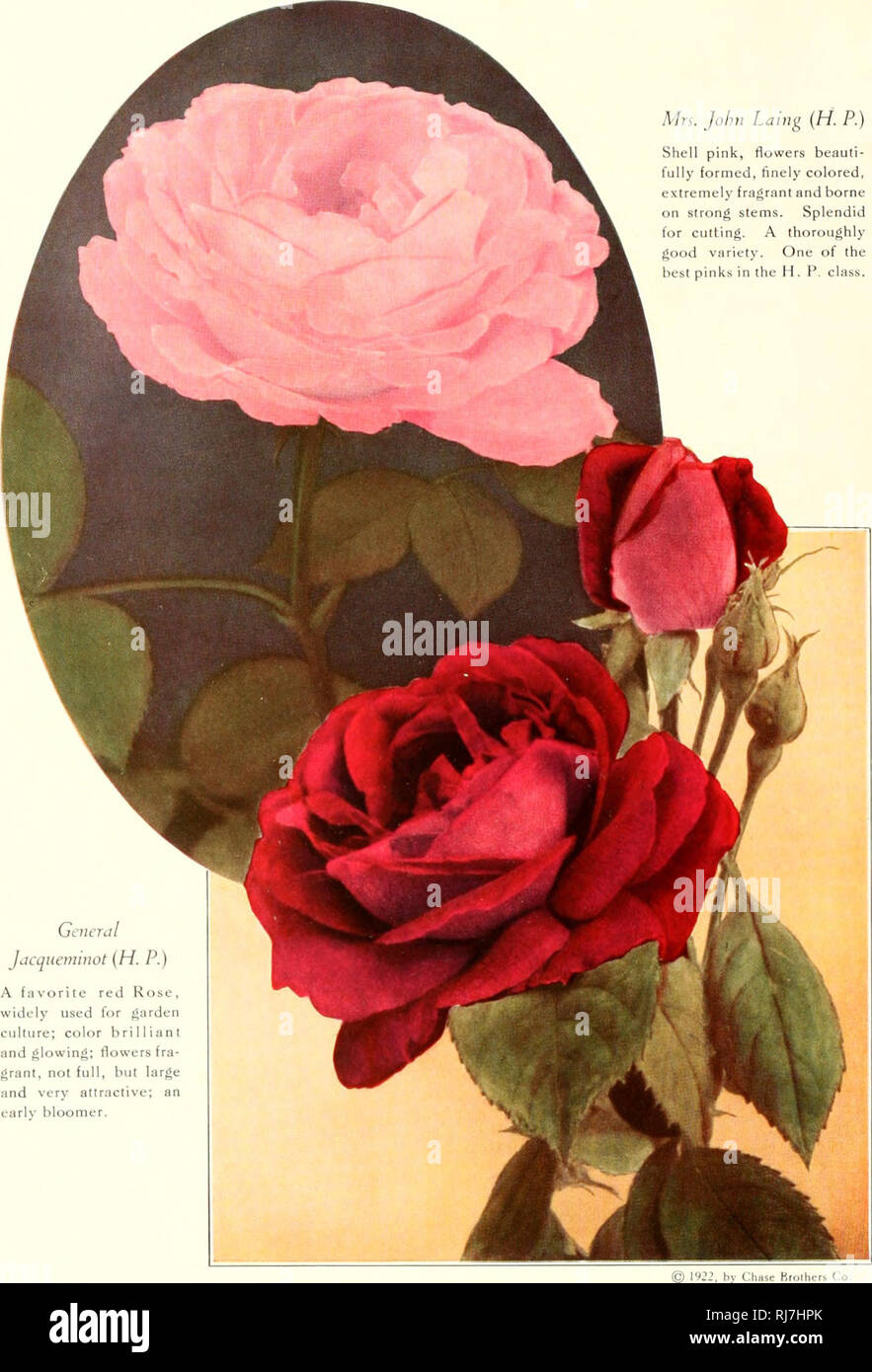 . Chase fruit and fowers in natural colors;. Fruit; Flowers; Nursery stock. General Jacqueminot {H. P.) A favorite red Rose, widely used for garden culture; color brilliant and glowing; flowers fra- grant, not full, but large and very attractive; an earlv bloomer. Mn. John Laing (H. P.) Shell pink, flowers beauti- fully formed, finely colored, extremely fragrant and borne on strong stems. Splendid for cutting. A thorougfily good variety. One of tfie best pinks in tfie H . P. class.. 1W2. by Chase Brolhers Co. 56. Please note that these images are extracted from scanned page images that may hav Stock Photo