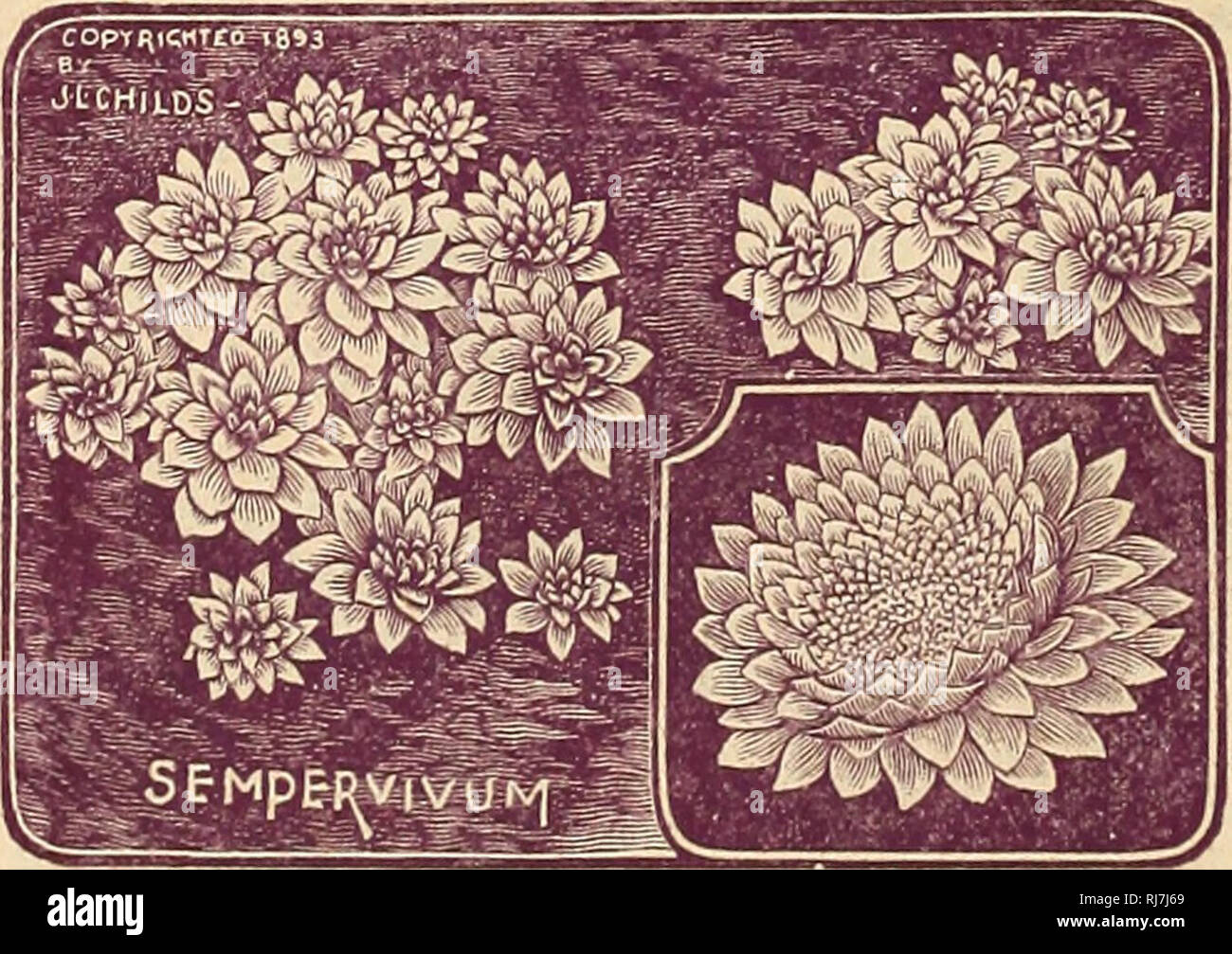. Childs' rare flowers, vegetables & fruits for 1894. Commercial catalogs Seeds; Nurseries (Horticulture) Catalogs; Seeds Catalogs; Flowers Catalogs; Vegetables Catalogs; Fruit trees Catalogs; John Lewis Childs (Firm); Commercial catalogs; Nurseries (Horticulture); Seeds; Flowers; Vegetables; Fruit trees. Mertensia VirgiTJica. This lovely early spring blooming flower has been in our sample grounds for severalyears, but it is only this year that we have been able to get a stock of it to offer. It has not yet been generally introduced, yet its beauty rivals that of the lovely o'ld Bleeding H Stock Photo