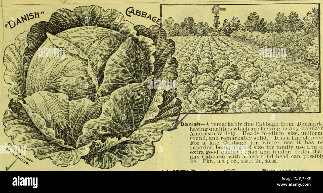 . Childs' rare flowers, vegetables, &amp; fruits. Commercial catalogs Seeds; Nurseries (Horticulture) Catalogs; Seeds Catalogs; Flowers Catalogs; Vegetables Catalogs; Fruit trees Catalogs; John Lewis Childs (Firm); Commercial catalogs; Nurseries (Horticulture); Seeds; Flowers; Vegetables; Fruit trees. SPRING CATALOGUE OF SEEDS, j BULBS AND PLANTS FOR 1902. 57. nish—A remarkably fine Cabbage from Denmark, having qualities which are lacking in any standard American variety. Heads medium size, uniform, round, and remarkably solid. It is a fine shipper. For a late Cabbage for winter use it has no  Stock Photo