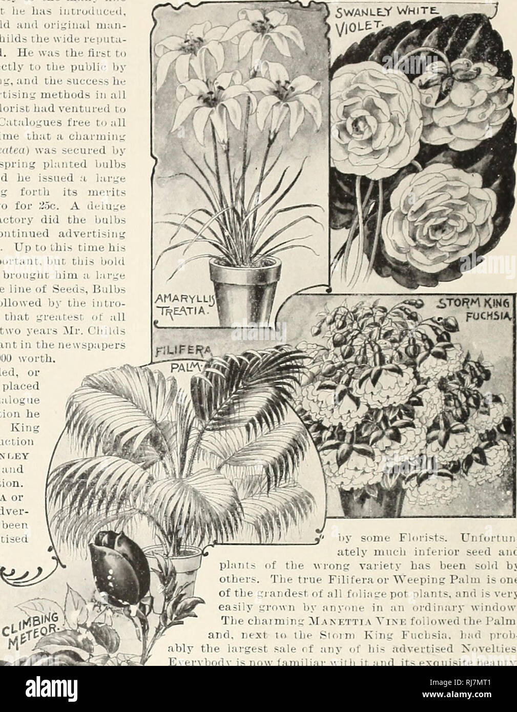. Childs' rare flowers, vegetables and fruits, 1900 : 25th anniversary. Commercial catalogs Seeds; Nurseries (Horticulture) Catalogs; Seeds Catalogs; Flowers Catalogs; Vegetables Catalogs; Fruit trees Catalogs; John Lewis Childs (Firm); Commercial catalogs; Nurseries (Horticulture); Seeds; Flowers; Vegetables; Fruit trees. some Florists. Unfortun- itely much inferior seed and plants of the wrong variety has been sold by others. The true Filifera or Weeping Paini is one of the grandest of all foliage pot plants, and is very easily grown by anyone in an ordinary window. The chaiming Manettia Vin Stock Photo