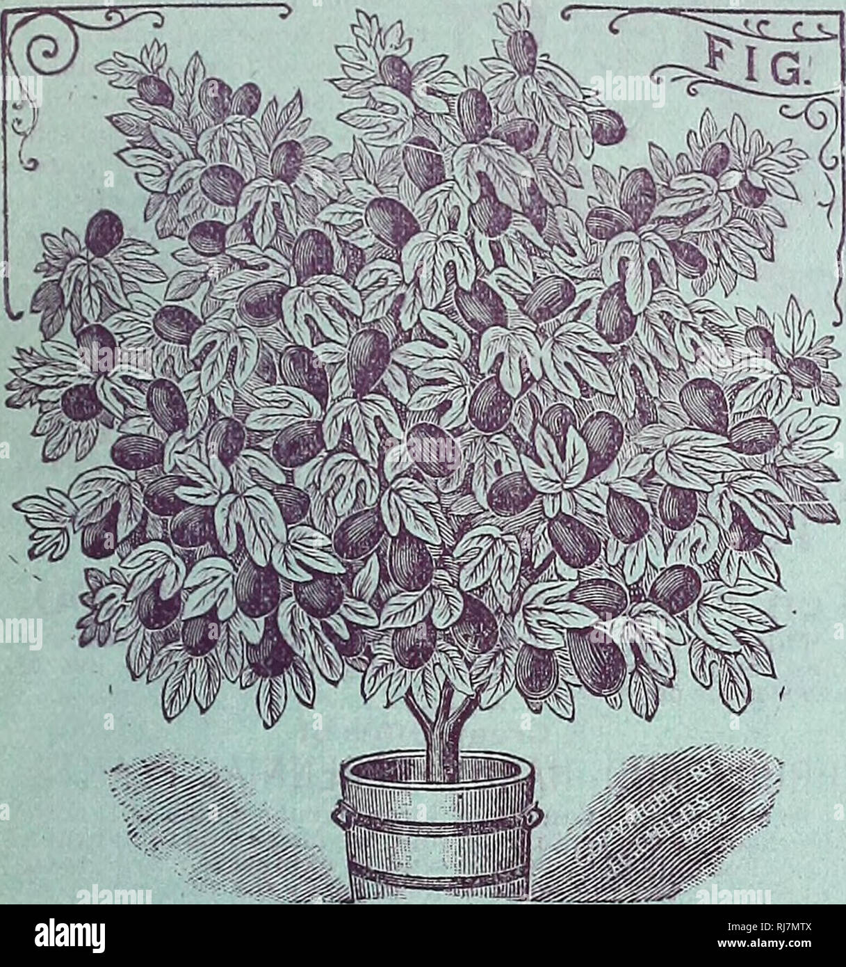 . Childs rare flowers, vegetables, and fruits. Fruit Varieties United States Catalogs; Flowers Varieties United States Catalogs; Vegetables Varieties United States Catalogs; John Lewis Childs (Firm); Fruit; Flowers; Vegetables. SPRING CATALOGUE OF SEEDS BULBS AND PLANTS FOR 1896. 39 CHOICE TROPICAL FRUITS. The following fruits are well adapted to pot culture and make unique and highly satisfactory pot plants. Anyone will be successful with them who can grow a Geranium.. pigs. A popular and easily kept tub plant that will beautify the lawn or veranda all summer and winter safely in the cel- lar Stock Photo
