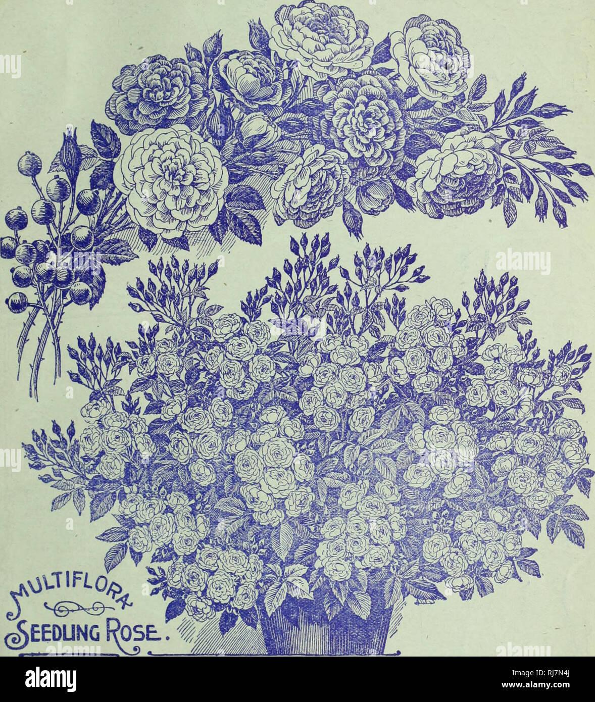 . Childs' rare flowers, vegetables, & fruits. Commercial catalogs Seeds; Nurseries (Horticulture) Catalogs; Seeds Catalogs; Flowers Catalogs; Vegetables Catalogs; Fruit trees Catalogs; John Lewis Childs (Firm); Commercial catalogs; Nurseries (Horticulture); Seeds; Flowers; Vegetables; Fruit trees. SPRING CATALOGUE OF SEEDS, BULBS AND PLANTS FOR 1899. SPECIALTIES AND NOVELTIES. The choicest and best Bulbs and Plants of recent introduction are ottered here. They are worthy of svecial attention, and our friends will do well to add many of them to their collection of floral treasures. Dur- ing Stock Photo