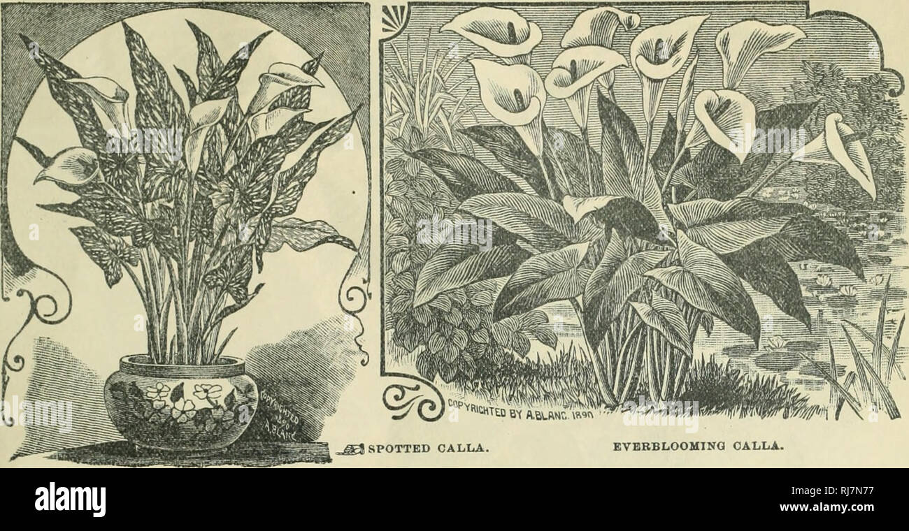 . Childs' rare flowers, vegetables, &amp; fruits. Commercial catalogs Seeds; Nurseries (Horticulture) Catalogs; Seeds Catalogs; Flowers Catalogs; Vegetables Catalogs; Fruit trees Catalogs; John Lewis Childs (Firm); Commercial catalogs; Nurseries (Horticulture); Seeds; Flowers; Vegetables; Fruit trees. CHILDS' GREAT NEW CALLAS.*^. j SPOTTED CALLA. EVBBBLOOMING CALLA. Guilds' D^arf EVer- bloonjiDJl Galla. It is our good fortune to have come into possession of this most valuable of all Callas. The following facts will convince anyone of its great superiority over the old sort. It is of a dwarf ha Stock Photo