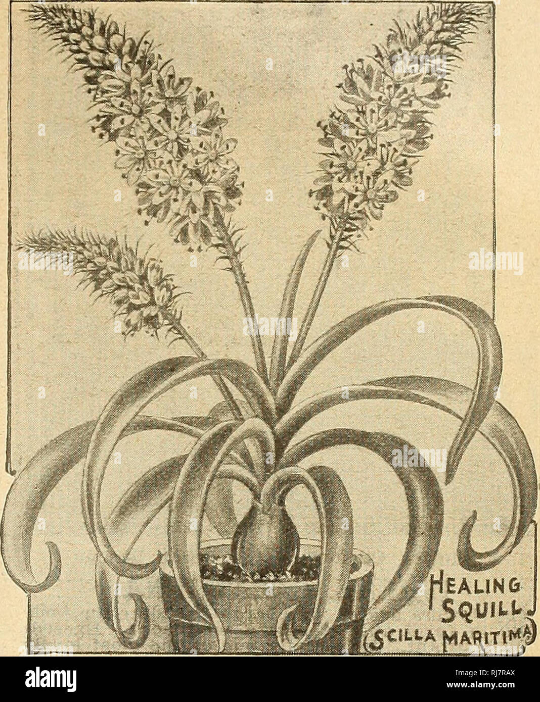 . Childs' 1923. Commercial catalogs Seeds; Nurseries (Horticulture) Catalogs; Seeds Catalogs; Flowers Catalogs; Vegetables Catalogs; Fruit Catalogs; John Lewis Childs (Firm); Commercial catalogs; Nurseries (Horticulture); Seeds; Flowers; Vegetables; Fruit. EMERALD VINE (Dioscorea Fargesii) This beautiful vine is of slender growth and very graceful, and produced in dense masses. Foli- age of good size and forked or divided, of a deep emerald green with a decided lustre or sheen rarely seen on any foliage. Flowers in numerous droop- ing racemes. 20c each; $2.00 per doz.. HEALING SQUILL An old an Stock Photo