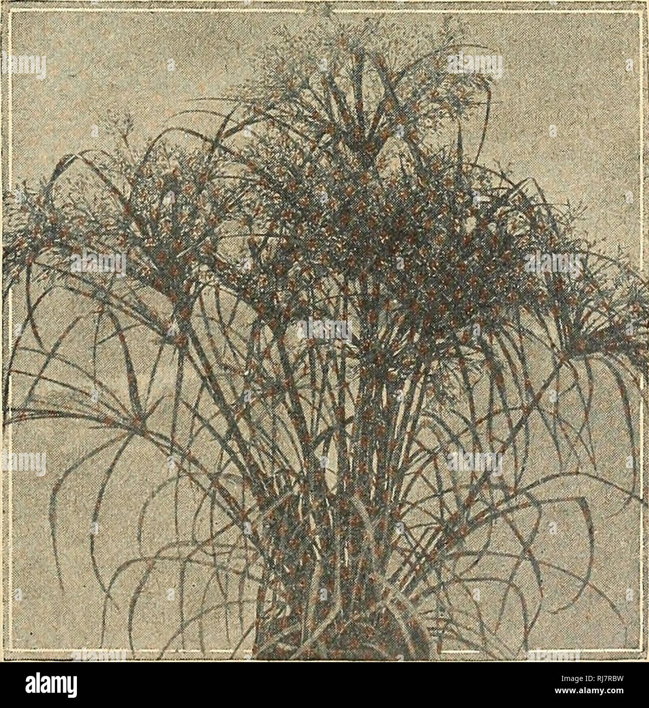 . Childs' 1924. Commercial catalogs Seeds; Nurseries (Horticulture) Catalogs; Seeds Catalogs; Flowers Catalogs; Vegetables Catalogs; Fruit Catalogs; John Lewis Childs (Firm); Commercial catalogs; Nurseries (Horticulture); Seeds; Flowers; Vegetables; Fruit. Fountain Cyperus is one of the most magnificent plants for the lawn or garden Fountain CyperUS. Papyrus, Paper Plant. This is the rare old Egyptian bullrush. From the fibrous parts of the tall, slender stems was made the paper of ancient times. It is at home in damp places or along the margins of streams or ponds, but it also grows well with Stock Photo