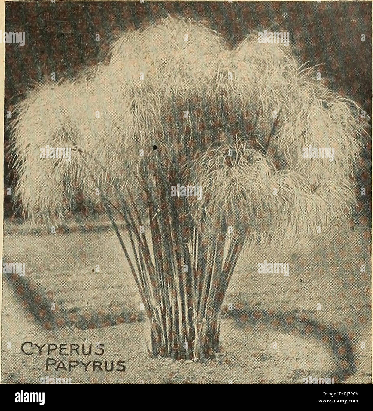 . Childs' 1924. Commercial catalogs Seeds; Nurseries (Horticulture) Catalogs; Seeds Catalogs; Flowers Catalogs; Vegetables Catalogs; Fruit Catalogs; John Lewis Childs (Firm); Commercial catalogs; Nurseries (Horticulture); Seeds; Flowers; Vegetables; Fruit. Fountain Cyperus is one of the most magnificent plants for the lawn or garden Fountain CyperUS. Papyrus, Paper Plant. This is the rare old Egyptian bullrush. From the fibrous parts of the tall, slender stems was made the paper of ancient times. It is at home in damp places or along the margins of streams or ponds, but it also grows well with Stock Photo