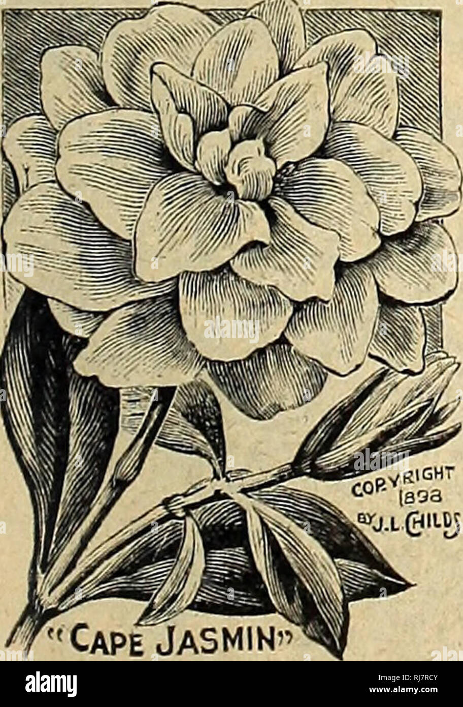 . Childs' 1924. Commercial catalogs Seeds; Nurseries (Horticulture) Catalogs; Seeds Catalogs; Flowers Catalogs; Vegetables Catalogs; Fruit Catalogs; John Lewis Childs (Firm); Commercial catalogs; Nurseries (Horticulture); Seeds; Flowers; Vegetables; Fruit. J Calla Godfrey, Everblooming. This Calla has the habit of the very dwarf sorts by bloom- ing when very small, growing on through the various stages of dwarf, half-dwarf, and large sorts up to Giant- issima. Its immense, rich green leaves and pure white flowers of graceful shape make a splendid plant for any window. It has also fragrance and Stock Photo