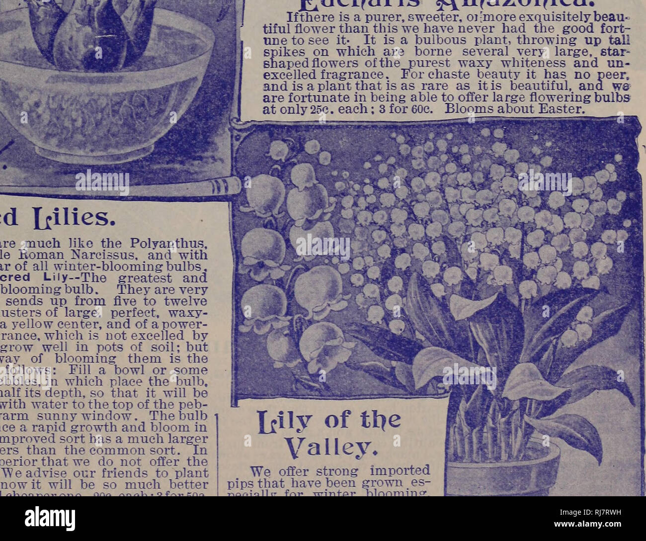 Childs Fall Catalogue Of Bulbs And Plants That Bloom Nurseries Horticulture Catalogs Bulbs Plants Seeds Catalogs Flowers Seeds Catalogs John Lewis Childs Firm Nurseries Horticulture Bulbs Plants Flowers Hlnbsfc Ju Amp Acggpjji I