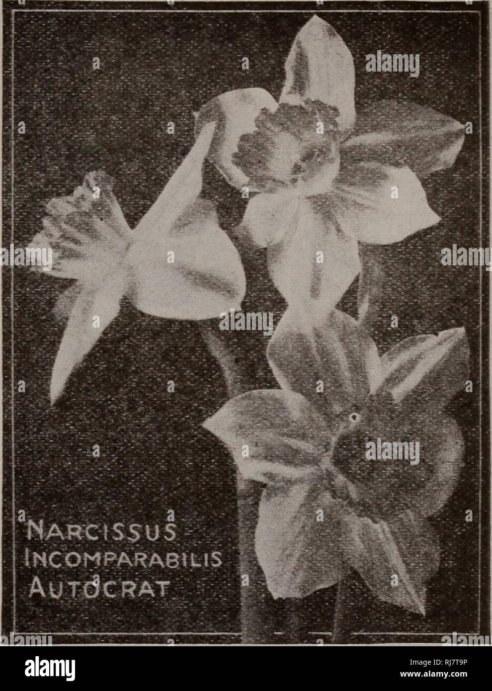 . Childs' fall bulbs that bloom plants that please berries that bear. Commercial catalogs Seeds; Nurseries (Horticulture) Catalogs; Vegetables Seeds Catalogs; Bulbs (Plants) Seeds Catalogs; Seeds Catalogs; Flowers Catalogs; John Lewis Childs (Firm); Commercial catalogs; Nurseries (Horticulture); Vegetables; Bulbs (Plants); Seeds; Flowers. The Single Narcissus are perhaps the most-beautiful of all and we are pleased to be able to oiler them this year at a low price. The following- varieties are the Attest of their class. LONG TRUMPETS OR AJAX Varieties belonging- to this division have very larg Stock Photo