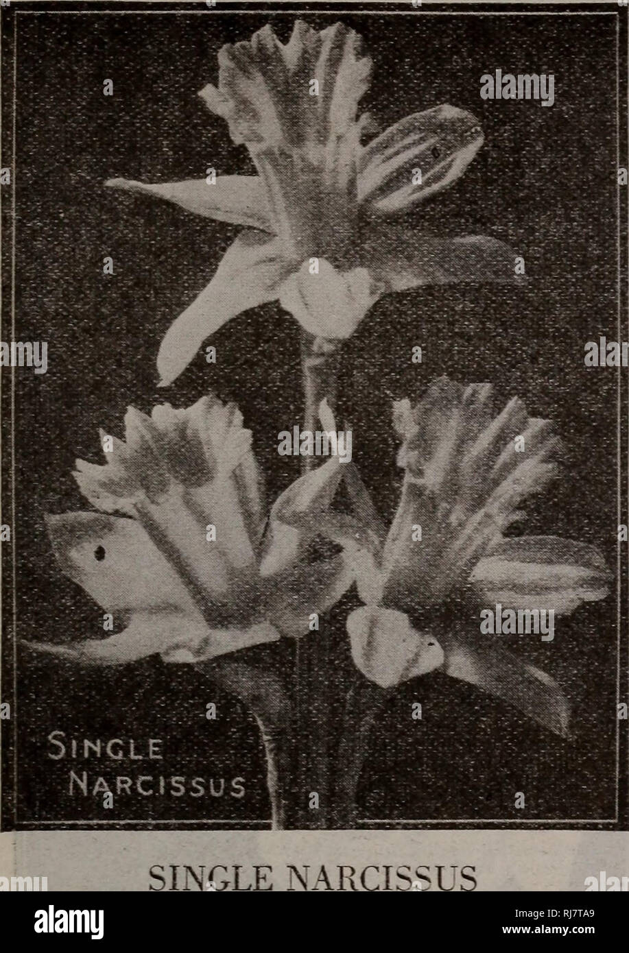 . Childs' fall bulbs that bloom plants that please berries that bear. Commercial catalogs Seeds; Nurseries (Horticulture) Catalogs; Vegetables Seeds Catalogs; Bulbs (Plants) Seeds Catalogs; Seeds Catalogs; Flowers Catalogs; John Lewis Childs (Firm); Commercial catalogs; Nurseries (Horticulture); Vegetables; Bulbs (Plants); Seeds; Flowers. 15. The Single Narcissus are perhaps the most-beautiful of all and we are pleased to be able to oiler them this year at a low price. The following- varieties are the Attest of their class. LONG TRUMPETS OR AJAX Varieties belonging- to this division have very  Stock Photo