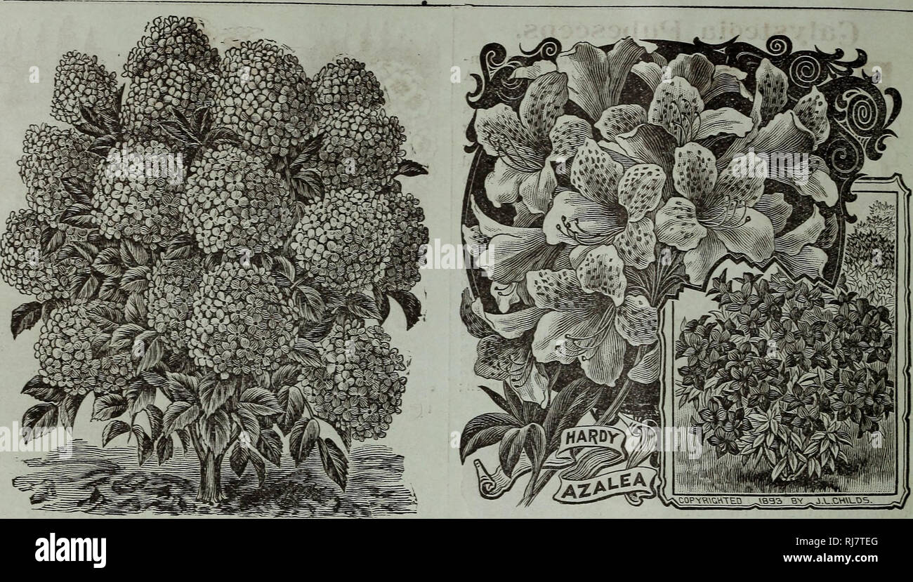 Childs Fall Catalogue Of Bulbs And Plants That Bloom