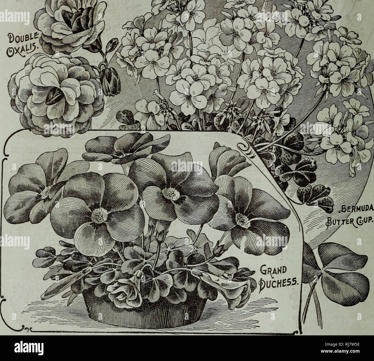 Childs Fall Catalogue Of Bulbs And Plants That Bloom