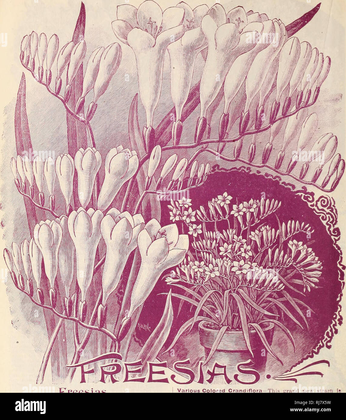 Childs Fall Catalogue Of Bulbs That Bloom 1899 Nurseries