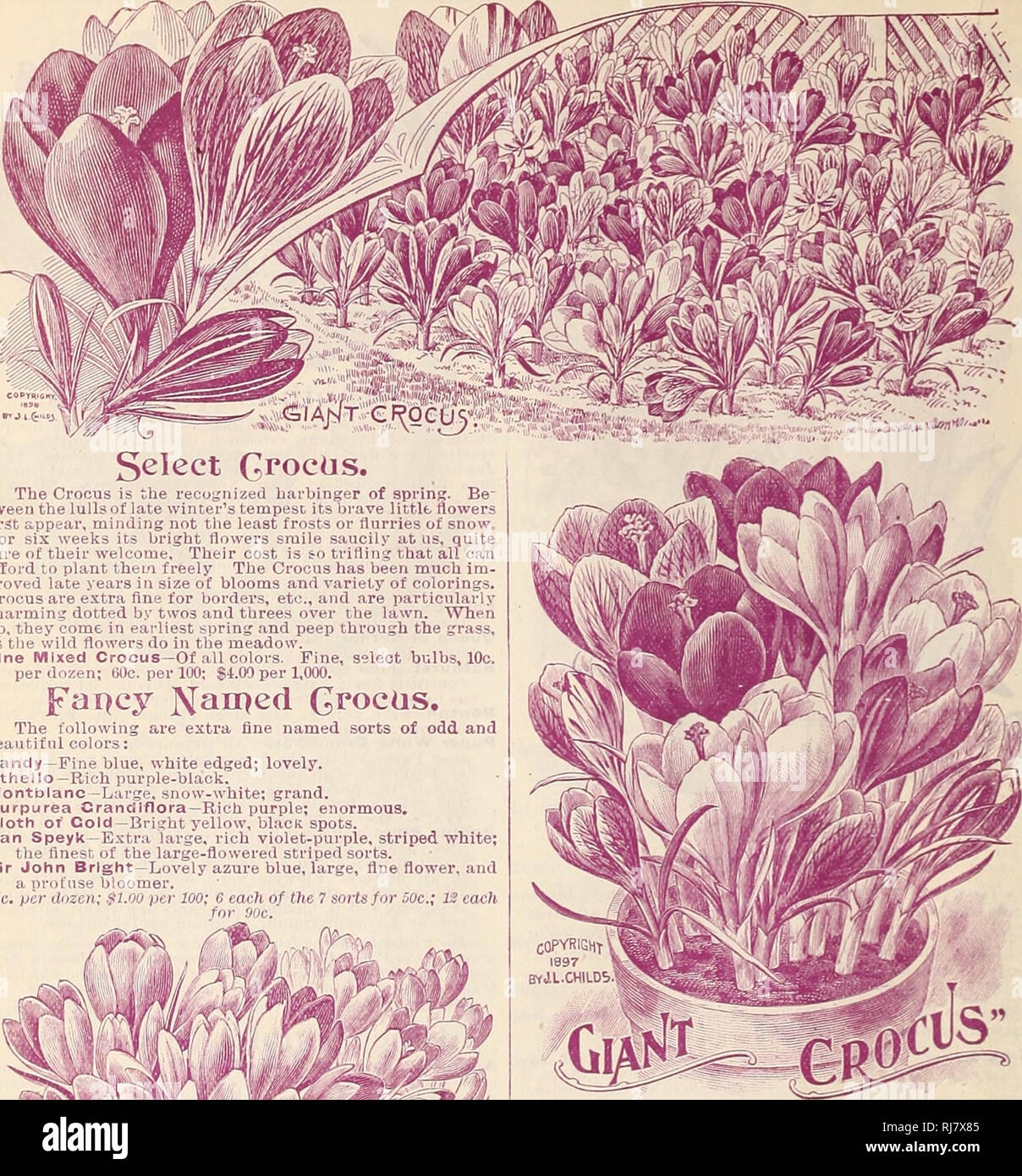 . Childs' fall catalogue of bulbs that bloom, 1899. Nurseries (Horticulture) Catalogs; Bulbs (Plants) Catalogs; John Lewis Childs (Firm); Nurseries (Horticulture); Bulbs (Plants). 14 JOHN LEWIS CHILDS, FLORAL PARK, N. Y.. Select Crocks. The Crocus is the recognized harbinger of spring. Be- tween the lulls of late winter's tempest its brave little flowers first appear, minding not the least frosts or flurries of snow. For six weeks its bright flowers smile saucily at us, quite sure of their welcome. Their cost is so trifling that all can afford to plant them freely The Crocus has been much im-  Stock Photo