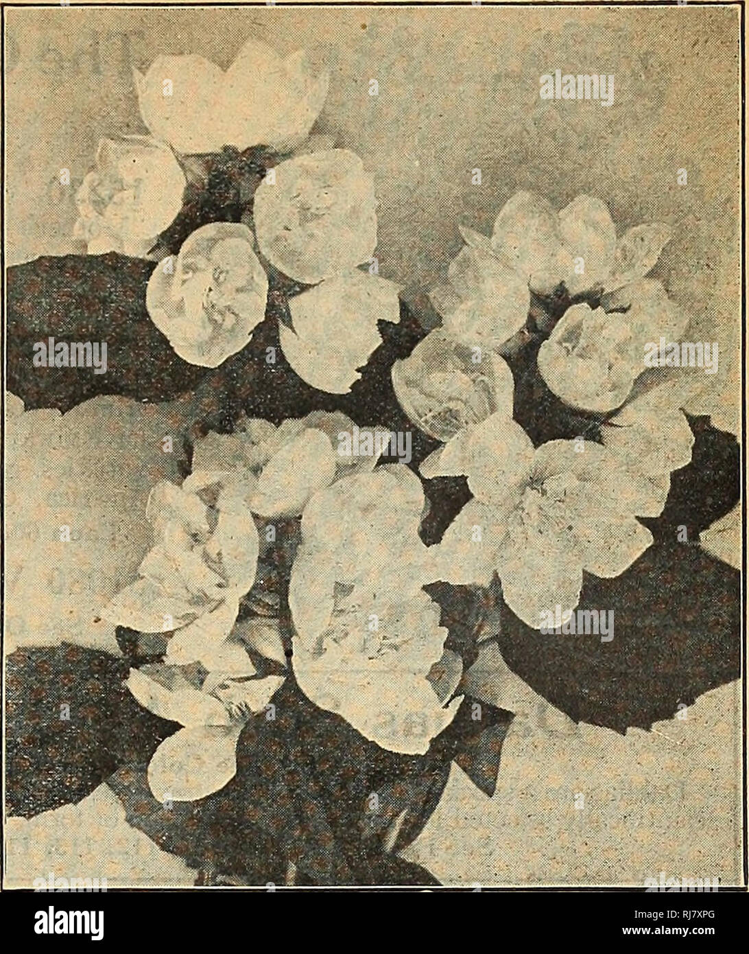 . Childs' 1925 : 50th anniversary. Commercial catalogs Seeds; Nurseries (Horticulture) Catalogs; Seeds Catalogs; Flowers Catalogs; Vegetables Catalogs; Fruit Catalogs; John Lewis Childs (Firm); Commercial catalogs; Nurseries (Horticulture); Seeds; Flowers; Vegetables; Fruit. The sweet scented Syringa Virginale Azalia—The Most Beau- tiful Hardy Shrub In the 17rfc„l J Bushes become literally covered with VV UilU rose shaped flowers, so thick in fact you can hardly see the leaves on the bushes. It is a wonderfully prolific shrub. They start to bloom their heads off the first year and each year a Stock Photo