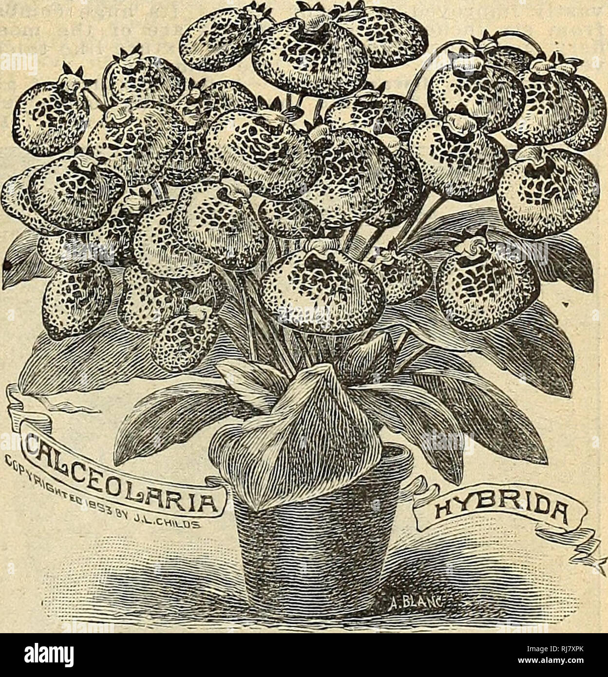 Childs 1923 Commercial Catalogs Seeds Nurseries Horticulture Catalogs Seeds Catalogs Flowers Catalogs Vegetables Catalogs Fruit Catalogs John Lewis Childs Firm Commercial Catalogs Nurseries Horticulture Seeds Flowers Vegetables