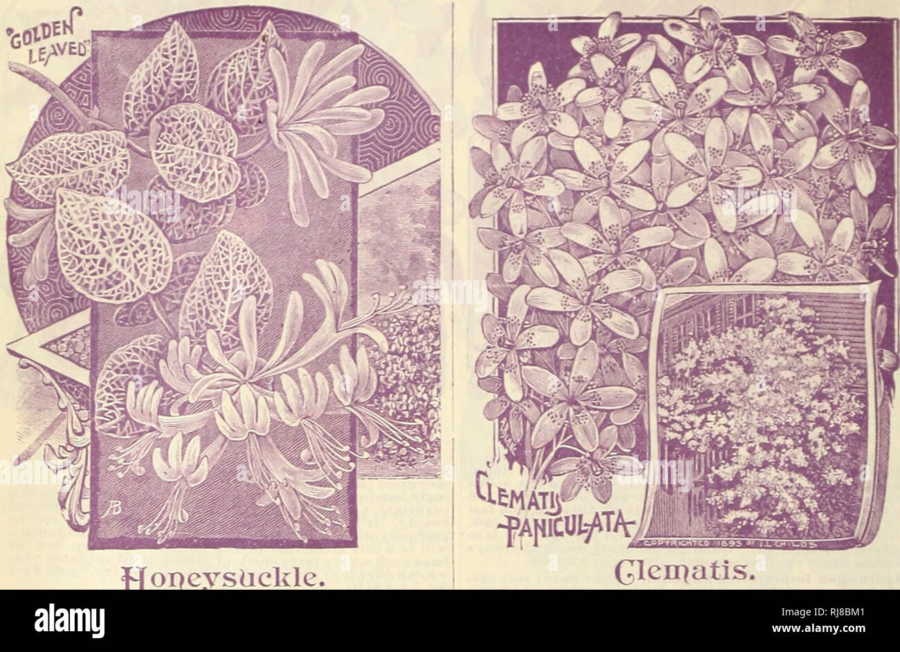 . Childs rare flowers, vegetables, and fruits. Fruit Varieties United States Catalogs; Flowers Varieties United States Catalogs; Vegetables Varieties United States Catalogs; John Lewis Childs (Firm); Fruit; Flowers; Vegetables. ) JOHN LEWIS CHILDS. FLORAL PARK, QUEENS CO., N. Y. Beautiful 4^ardy j^Bowering yInes.. Hopcysiicklc. Clcirjatis. The dear old Honeysuckle is never out of place, at the rich man's mansion or the poor man's cottage. For a cheap, hardy, robust, yet lovely vine, it is the chief stand-by. Blowers exceedingly beautiful and very fragrant. *uch6ia Flowered. Large clusters of l Stock Photo