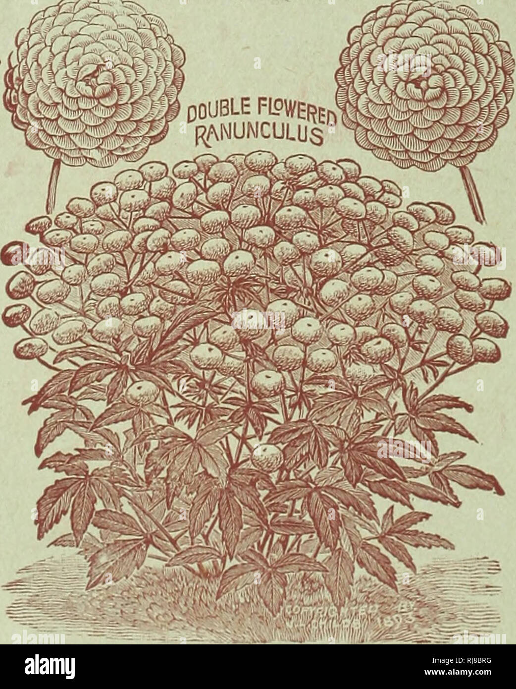 . Childs' rare flowers, vegetables &amp; fruits for 1894. Commercial catalogs Seeds; Nurseries (Horticulture) Catalogs; Seeds Catalogs; Flowers Catalogs; Vegetables Catalogs; Fruit trees Catalogs; John Lewis Childs (Firm); Commercial catalogs; Nurseries (Horticulture); Seeds; Flowers; Vegetables; Fruit trees. 96 J-LCffllDS m Trailing Hollyhock. We believe this valuable trailing plant has never before been offered to the public. We have had it in our trial grounds for several years and have tested it in a variety of ways and find it to be an exceedingly beautiful and useful plant. It is a hardy Stock Photo